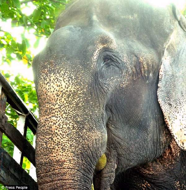 Shangrala's Elephant Rescue 2