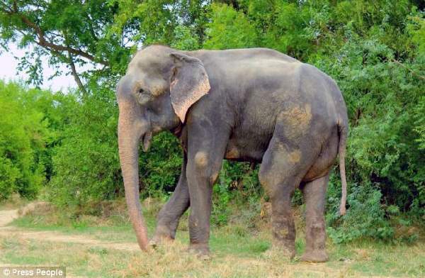 Shangrala's Elephant Rescue 2