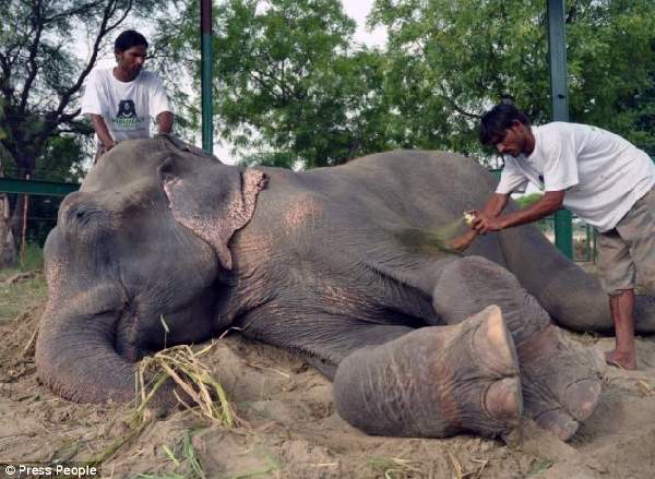 Shangrala's Elephant Rescue 2