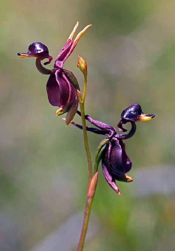 Shangrala's Beautiful Rare Flowers 3