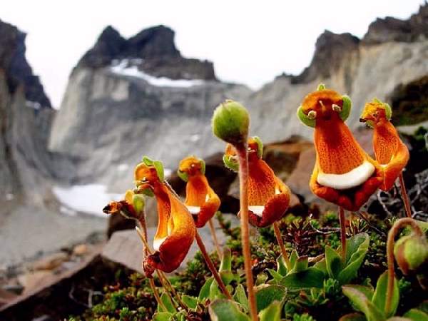 Shangrala's Beautiful Rare Flowers 3