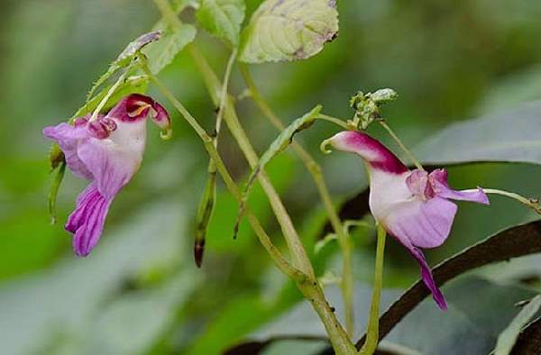 Shangrala's Beautiful Rare Flowers 3