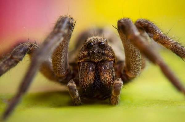 Shangrala's Macro Spider Photos