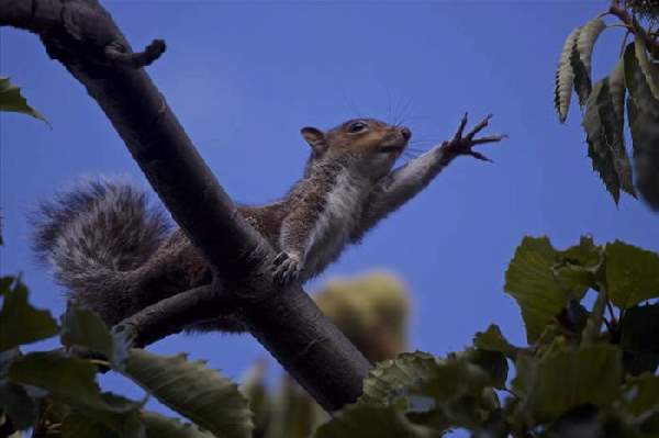 Shangrala's World Of Squirrels