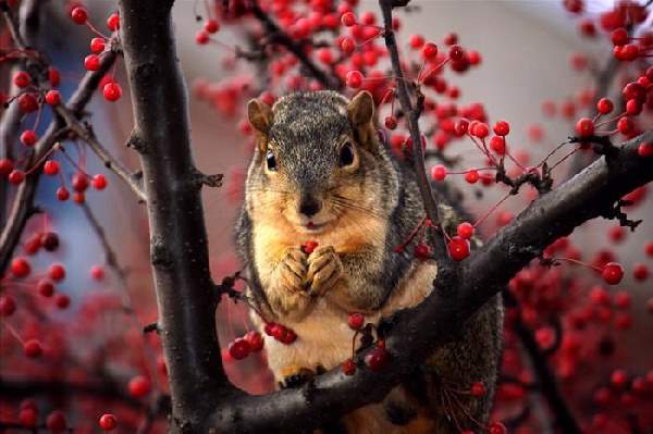 Shangrala's World Of Squirrels