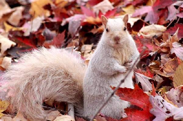 Shangrala's World Of Squirrels 2