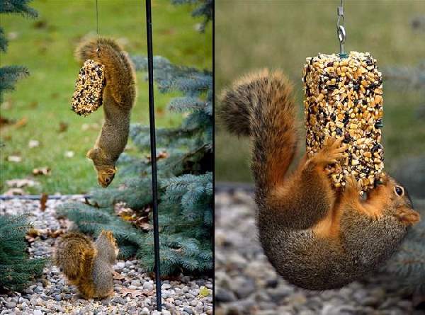 Shangrala's World Of Squirrels 2