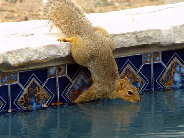 Shangrala's World Of Squirrels 2