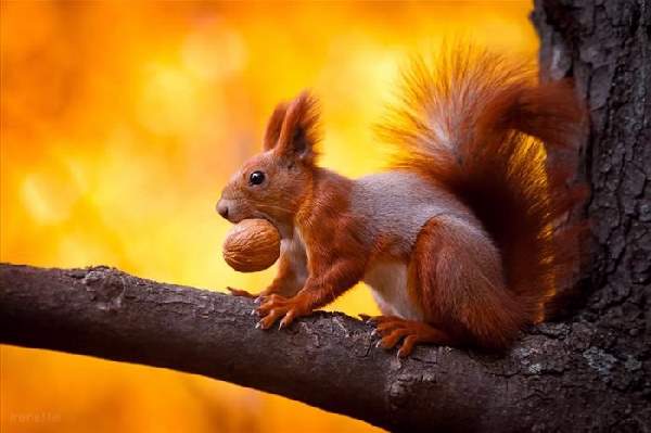 Shangrala's World Of Squirrels