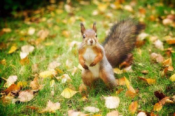 Shangrala's World Of Squirrels