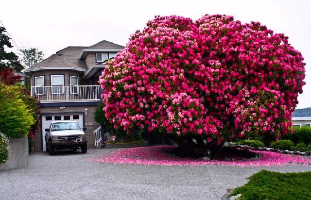 Shangrala's World's Beautiful Trees