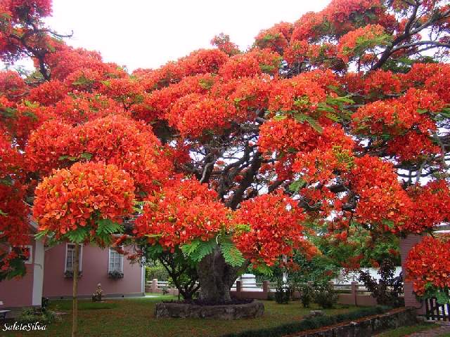 Shangrala's World's Beautiful Trees