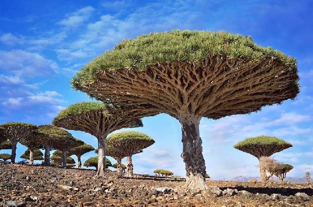 Shangrala's World's Beautiful Trees