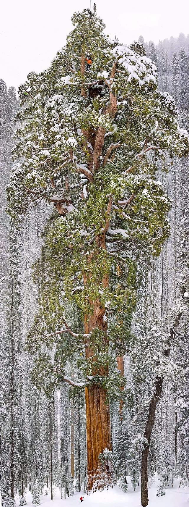 Shangrala's World's Beautiful Trees