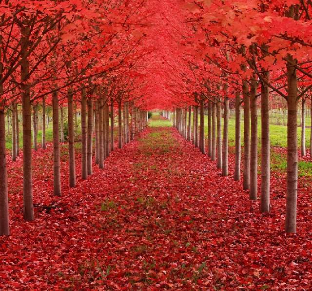 Shangrala's World's Beautiful Trees