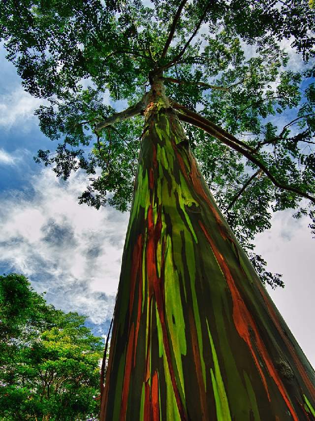 Shangrala's World's Beautiful Trees