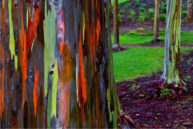 Shangrala's World's Beautiful Trees