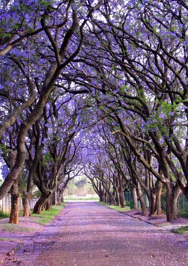 Shangrala's World's Beautiful Trees