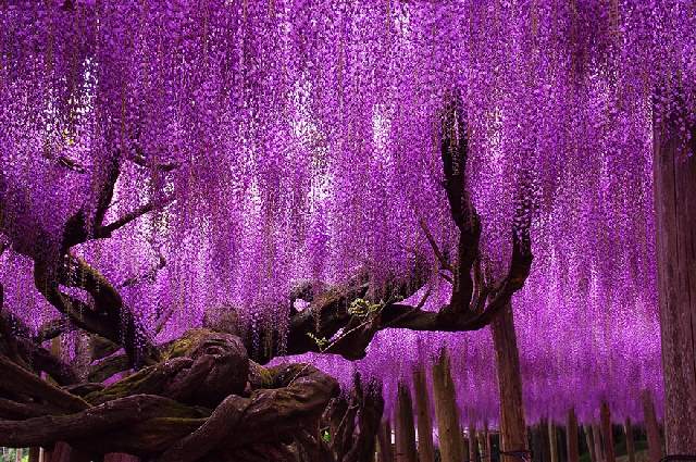 Shangrala's World's Beautiful Trees