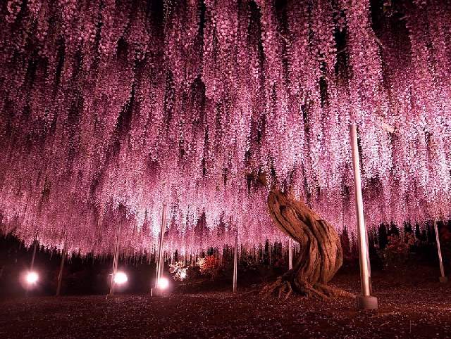 Shangrala's World's Beautiful Trees