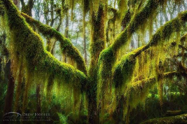 Shangrala's World's Beautiful Trees