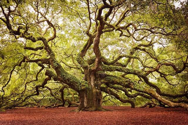 Shangrala's World's Beautiful Trees