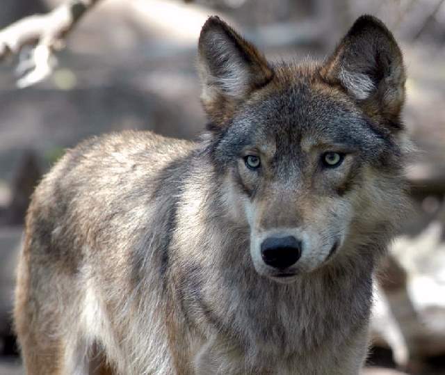 Shangrala's Beautiful Wolves