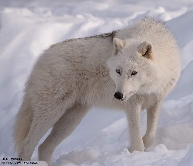 Shangrala's Beautiful Wolves