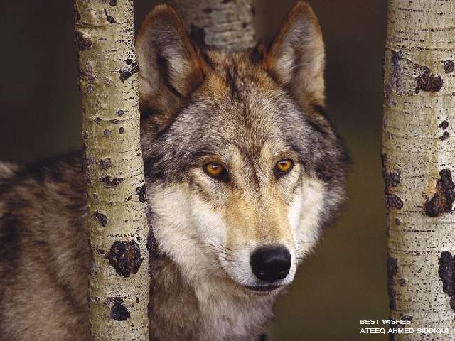 Shangrala's Beautiful Wolves