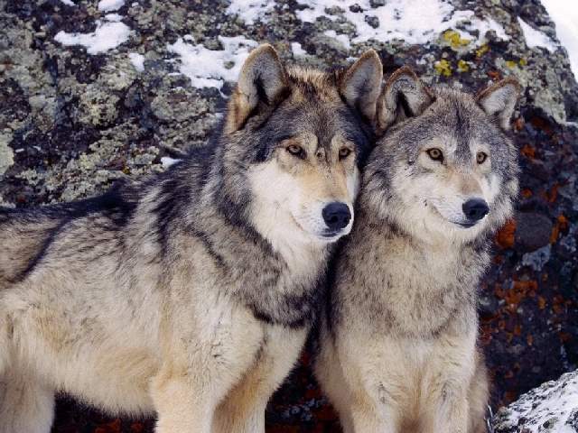 Shangrala's Beautiful Wolves