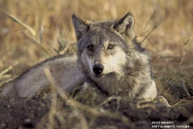 Shangrala's Beautiful Wolves