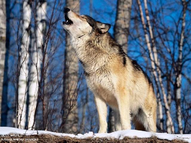 Shangrala's Beautiful Wolves