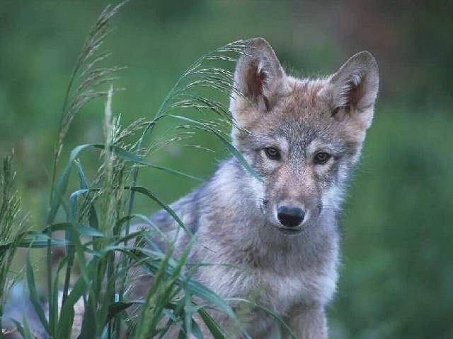 Shangrala's Beautiful Wolves