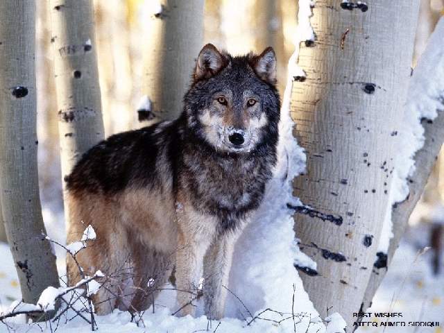 Shangrala's Beautiful Wolves