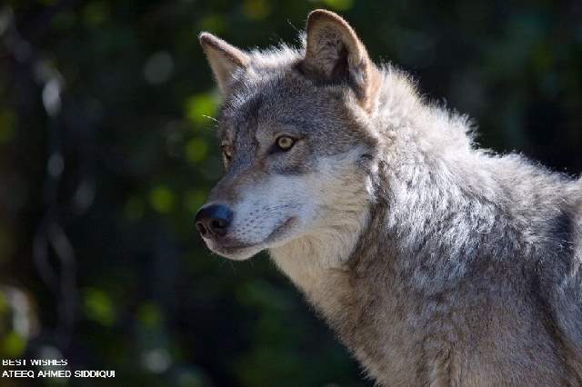 Shangrala's Beautiful Wolves