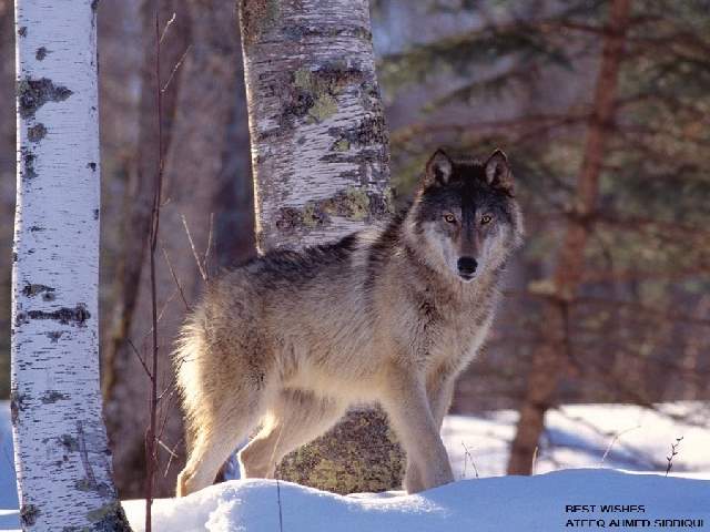 Shangrala's Beautiful Wolves