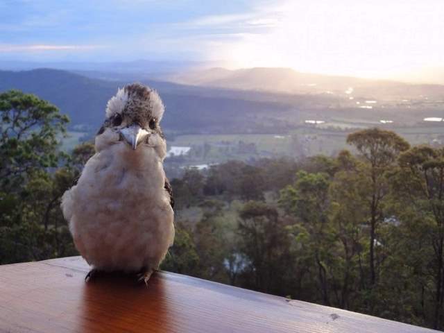 Shangrala's Cute Australian Wildlife