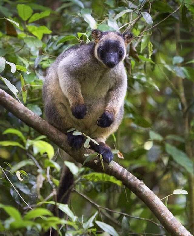 Shangrala's Cute Australian Wildlife