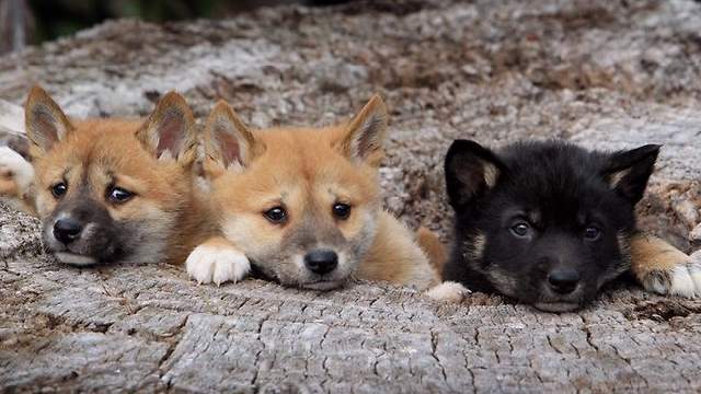 Shangrala's Cute Australian Wildlife