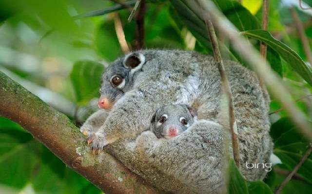 Shangrala's Cute Australian Wildlife