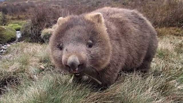 Shangrala's Cute Australian Wildlife