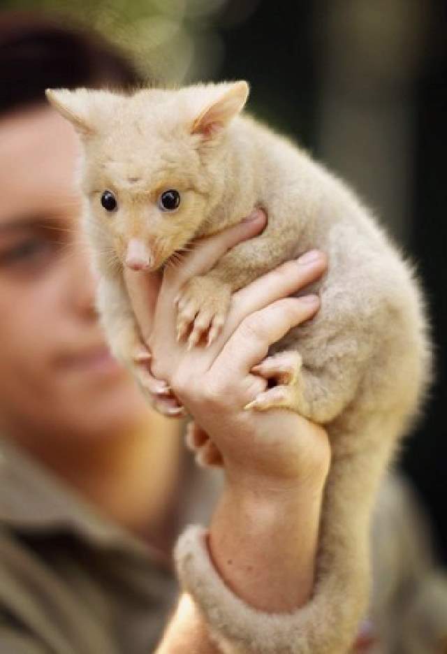 ShangralaFamilyFun.com - Shangrala's Cute Australian Wildlife