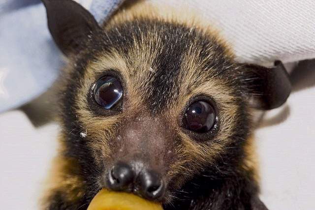 Shangrala's Cute Australian Wildlife