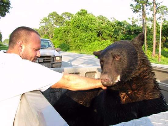 Shangrala's Bear Rescue 2