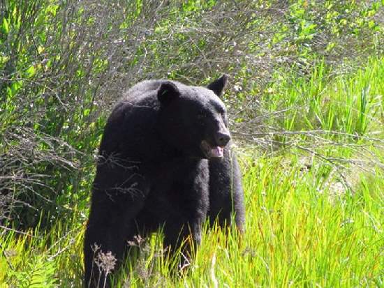 Shangrala's Bear Rescue 2