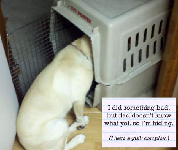 Shangrala's Pet Confessions 2