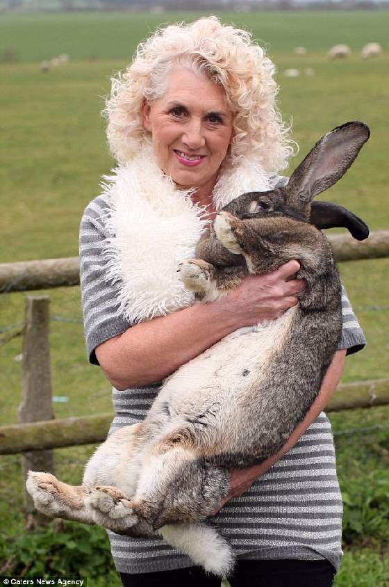 Shangrala's World's Largest Bunny