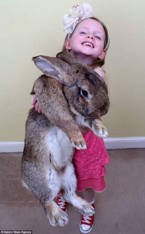 Shangrala's World's Largest Bunny