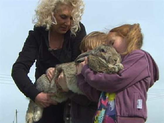 Shangrala's World's Largest Bunny