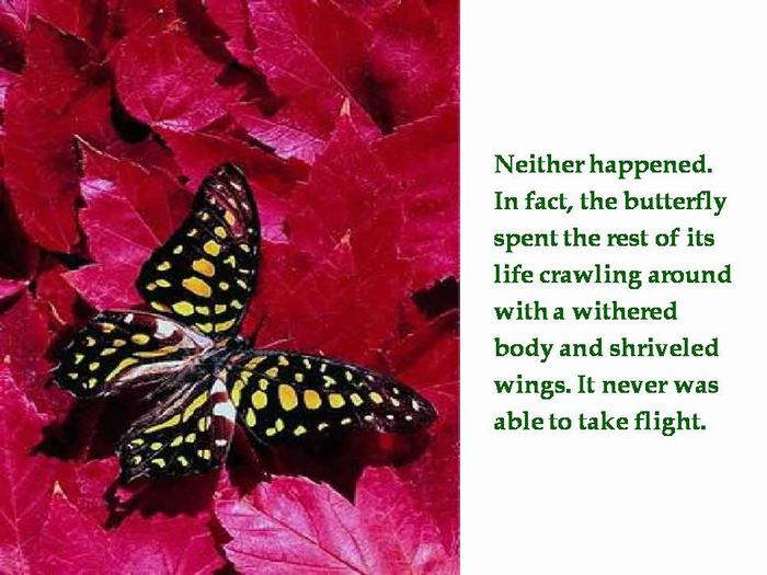 Shangrala's Butterfly's Story